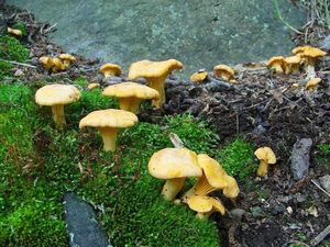 Liška obecná - Cantharellus cibarius Fr. 1821
