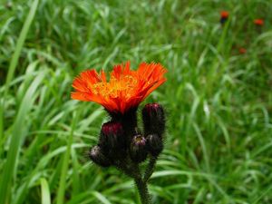 Jestřábník oranžový (Hieracium aurantiacum)