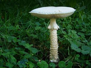 Muchomůrka Vittadiniho - Amanita vittadinii