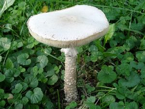 Muchomůrka Vittadiniho - Saproamanita vittadinii (Moretti) Redhead, Vizzini, Drehmel & Contu 2016