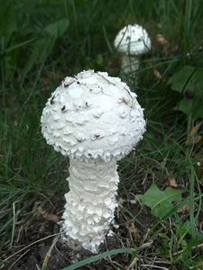 Muchomůrka Vittadiniho - Saproamanita vittadinii (Moretti) Redhead, Vizzini, Drehmel & Contu 2016