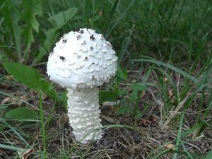 Muchomůrka Vittadiniho - Saproamanita vittadinii (Moretti) Redhead, Vizzini, Drehmel & Contu 2016