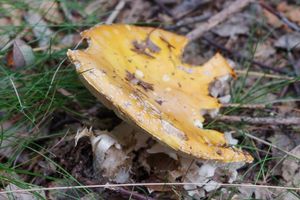 Muchomůrka červená - Amanita muscaria