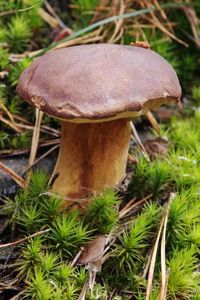 Hřib hnědý - Boletus badius (Fr.) Fr.