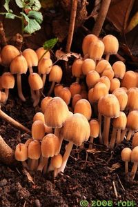 Hnojník třpytivý - Coprinus micaceus