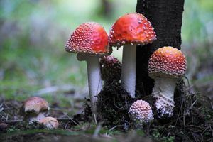 Klikni pro velký obrázek