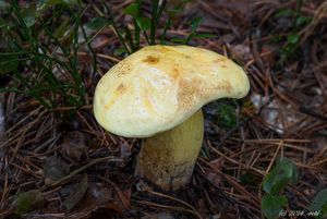 Hřib kovář žlutý - Neoboletus junquilleus (Quél.) Gelardi, Simonini & Vizzini 2014