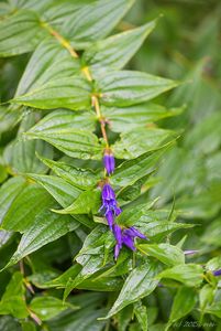 Hořec tolitovitý (Gentiana asclepiadea L.)