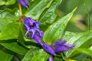 Hořec tolitovitý (Gentiana asclepiadea L.)