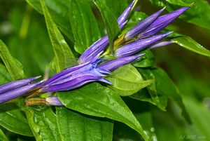 Hořec tolitovitý (Gentiana asclepiadea L.)