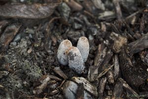 Hnojník zaječí - Coprinus lagopus (Fr.) Redhead, Vilgalys & Mo