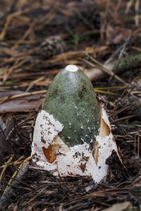 Hadovka smrdutá - Phallus impudicus L. 1753