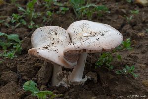 Kukmák okázalý - Volvariella speciosa ( Fr.: Fr. ) Singer