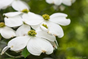 Dřín květnatý (Cornus florida)