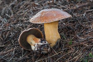 Klouzek strakoš - Suillus variegatus  (Sw.) Richon & Roze 1888