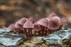 Helmovka krvonohá - Mycena haematopus (Pers.) P. Kumm. 1871