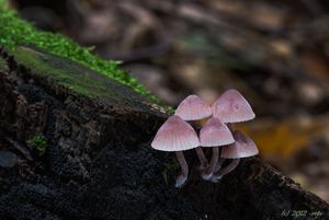 Helmovka krvonohá - Mycena haematopus (Pers.) P. Kumm. 1871