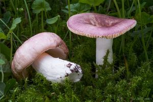 Holubinka raná - Russula nauseosa (Pers.) Fr. 1838