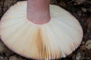 Holubinka olivová - Russula olivacea