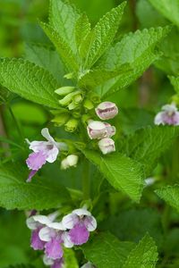 Medovník meduňkolistý (Melittis melyssophyllum)
