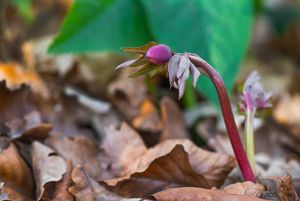 Čemeřice nachová (Helleborus purpurascens)