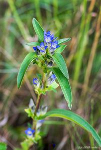 Hořec křížatý (Gentiana cruciata)