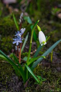 Ladoňka vídeňská  (Scilla vindobonensis Speta)