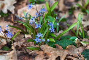 Ladoňka vídeňská  (Scilla vindobonensis Speta)