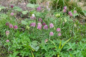 Řebčík kostkovaný (Fritillaria meleagris )