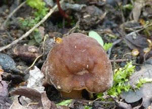 Klikni pro velký obrázek