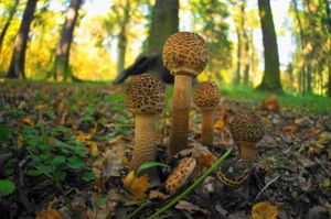 Klikni pro velký obrázek