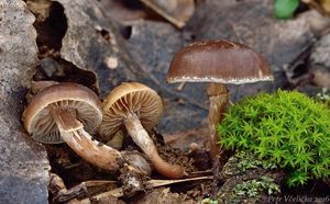 Čepičatka hlízonohá - Meottomyces dissimulans (Berk. & Broome) Vizzini