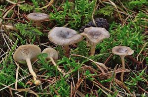 Strmělka ojíněná - Rhizocybe pruinosa (P. Kumm.) Vizzini, G. Moreno, P. Alvarado & Consiglio