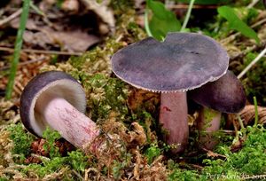 Holubinka Quéletova - Russula queletii Fr. in Quél.