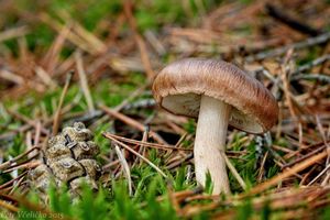 Čirůvka bělohnědá - Tricholoma albobrunneum (Pers.) P.Kumm.