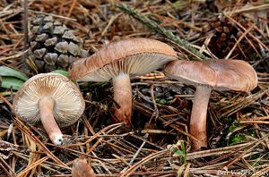 Čirůvka bělohnědá - Tricholoma albobrunneum (Pers.) P.Kumm.