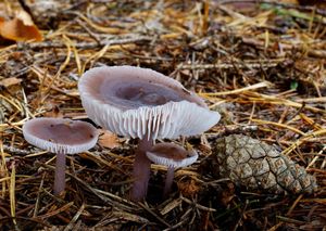 Helmovka ředkvičková - Mycena pura (Pers.) P. Kumm. 1871