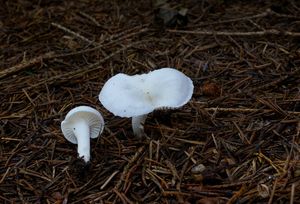 Šťavnatka smrková - Hygrophorus piceae Kühner 1949