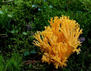 Kuřátka zrosolovatělá - Ramaria pallidosaponaria R.H.Petersen