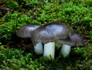 Čirůvka havelka - Tricholoma portentosum (Fr.) Quél.