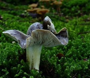 Čirůvka havelka - Tricholoma portentosum (Fr.) Quél.