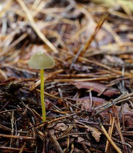 Helmovka slizká - Mycena epipterygia (Scop.) Gray 1821