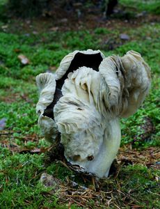 Čirůvka havelka - Tricholoma portentosum (Fr.) Quél.