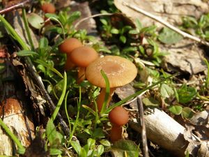 Klikni pro velký obrázek