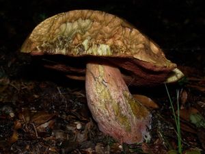 Klikni pro velký obrázek