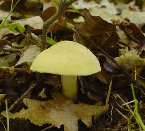 Klikni pro velký obrázek