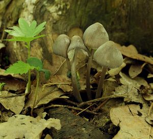 Helmovka tuhonohá - Mycena galericulata (Scop.) Gray 1821