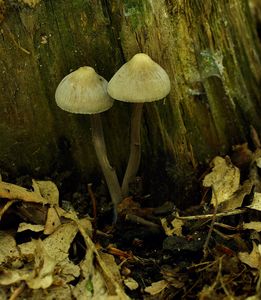 Helmovka tuhonohá - Mycena galericulata (Scop.) Gray 1821