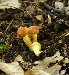 Třepenitka svazčitá - Hypholoma fasciculare  (Huds.) P. Kumm. 1871