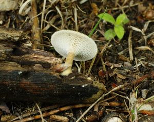 Choroš plástvový - Polyporus arcularius